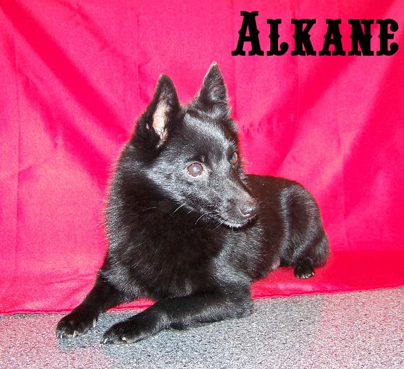 alkane