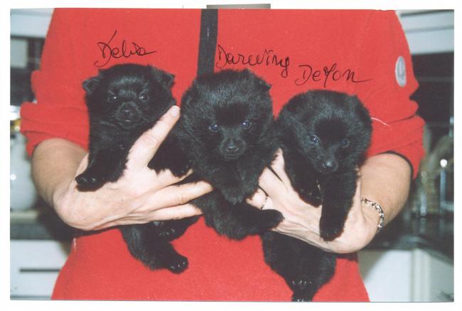 les 3 chiots D