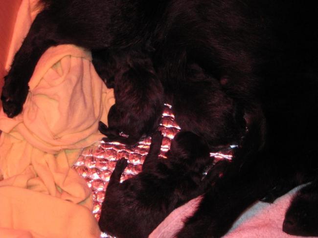 naissance des 3 chiots 9 mars 2008