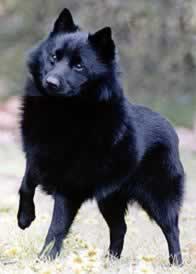 schipperke
